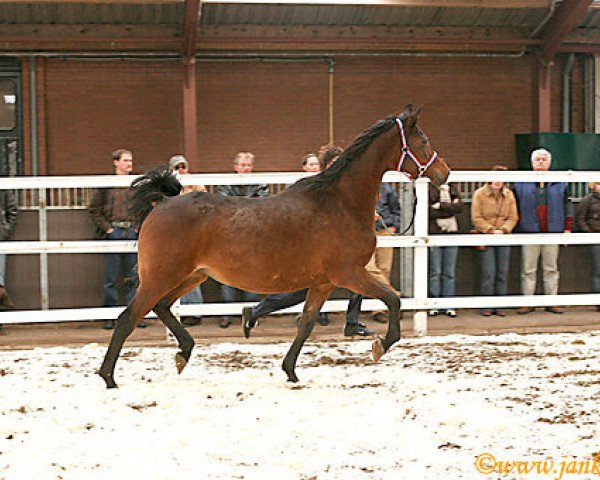 Zuchtstute Navigacia 1987 ox (Vollblutaraber, 1987, von Gwizd 1981 ox)