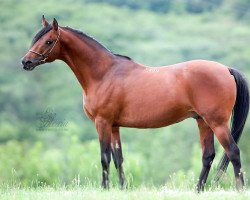 stallion Newmarket 2004 ox (Arabian thoroughbred, 2004, from Marwan I ox)