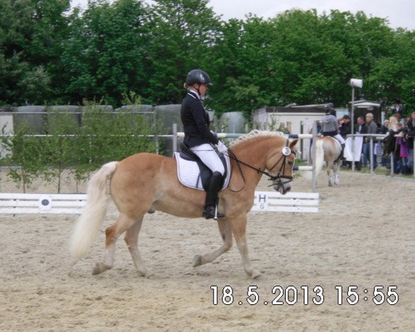 dressage horse Bruno 31 (Haflinger, 1997, from Stavros)