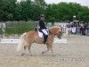 dressage horse Bruno 31 (Haflinger, 1997, from Stavros)