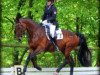 horse Gamina (Hanoverian, 1996, from Glueckspilz)