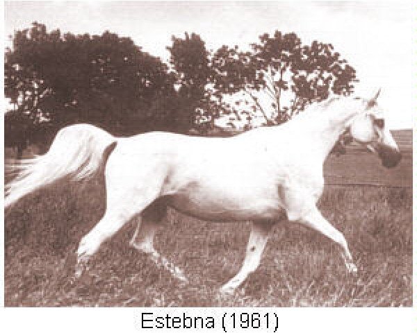broodmare Estebna ox (Arabian thoroughbred, 1961, from Nabor 1950 ox)