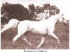 broodmare Estebna ox (Arabian thoroughbred, 1961, from Nabor 1950 ox)