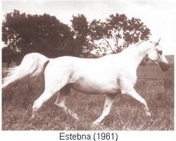 Zuchtstute Estebna ox (Vollblutaraber, 1961, von Nabor 1950 ox)