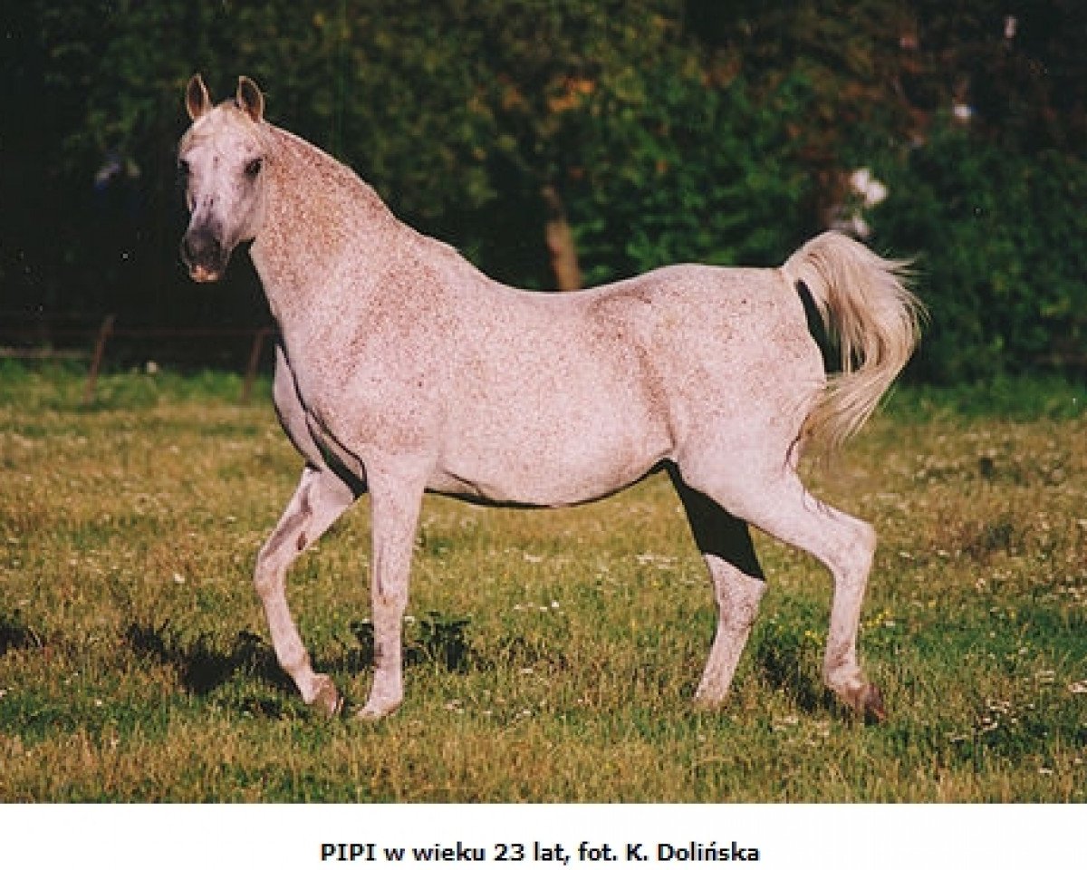 broodmare Pipi ox (Arabian purebred, 1981, from Banat 1967 ox)