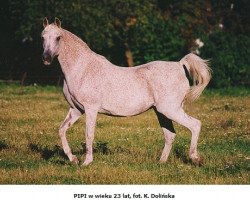 broodmare Pipi ox (Arabian thoroughbred, 1981, from Banat 1967 ox)