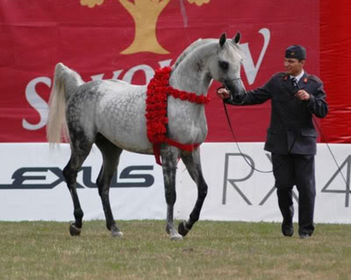 stallion Piaff ox (Arabian purebred, 1997, from Eldon 1985 ox)