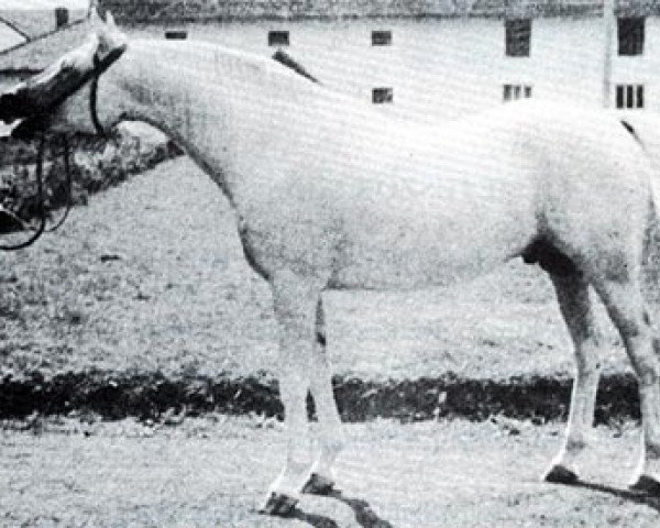 Deckhengst Laur ox (Vollblutaraber, 1946, von Lotnik 1938 ox)