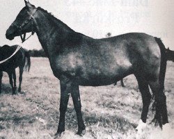 broodmare Bulgotka ox (Arabian thoroughbred, 1951, from Witraz 1938 ox)