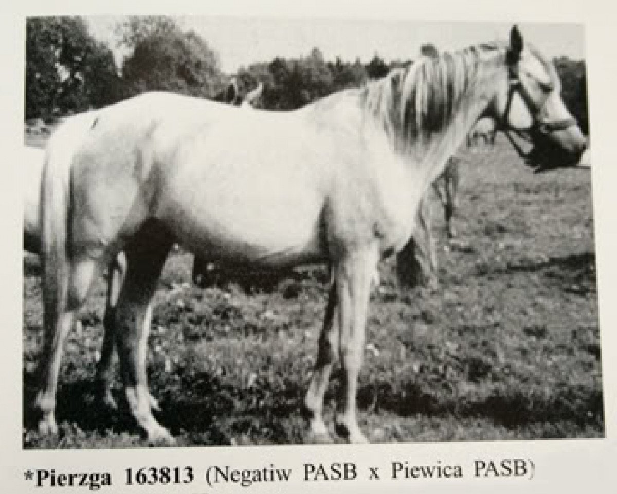 broodmare Pierzga ox (Arabian purebred, 1964, from Negatiw 1945 ox)