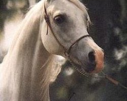 broodmare Pilarka ox (Arabian thoroughbred, 1975, from Palas ox)