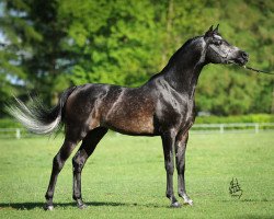 stallion Polon ox (Arabian thoroughbred, 2005, from Ekstern 1994 ox)