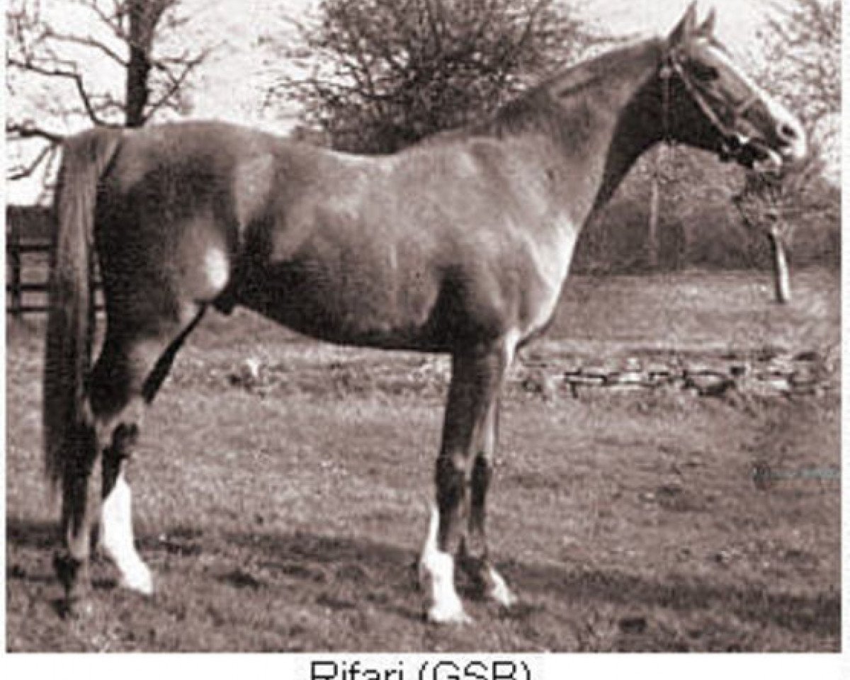 stallion Rifari ox (Arabian purebred, 1941, from Faris ox)