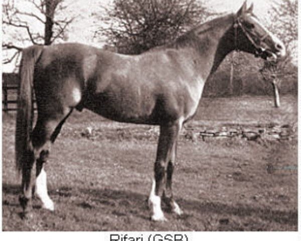 stallion Rifari ox (Arabian thoroughbred, 1941, from Faris ox)