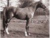 stallion Rifari ox (Arabian thoroughbred, 1941, from Faris ox)