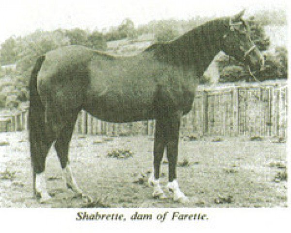 Zuchtstute Shabrette ox (Vollblutaraber, 1950, von Rissalix EAO)