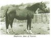 broodmare Shabrette ox (Arabian thoroughbred, 1950, from Rissalix EAO)