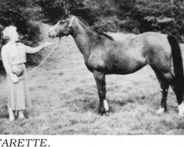 Zuchtstute Farette ox (Vollblutaraber, 1954, von Rifari ox)