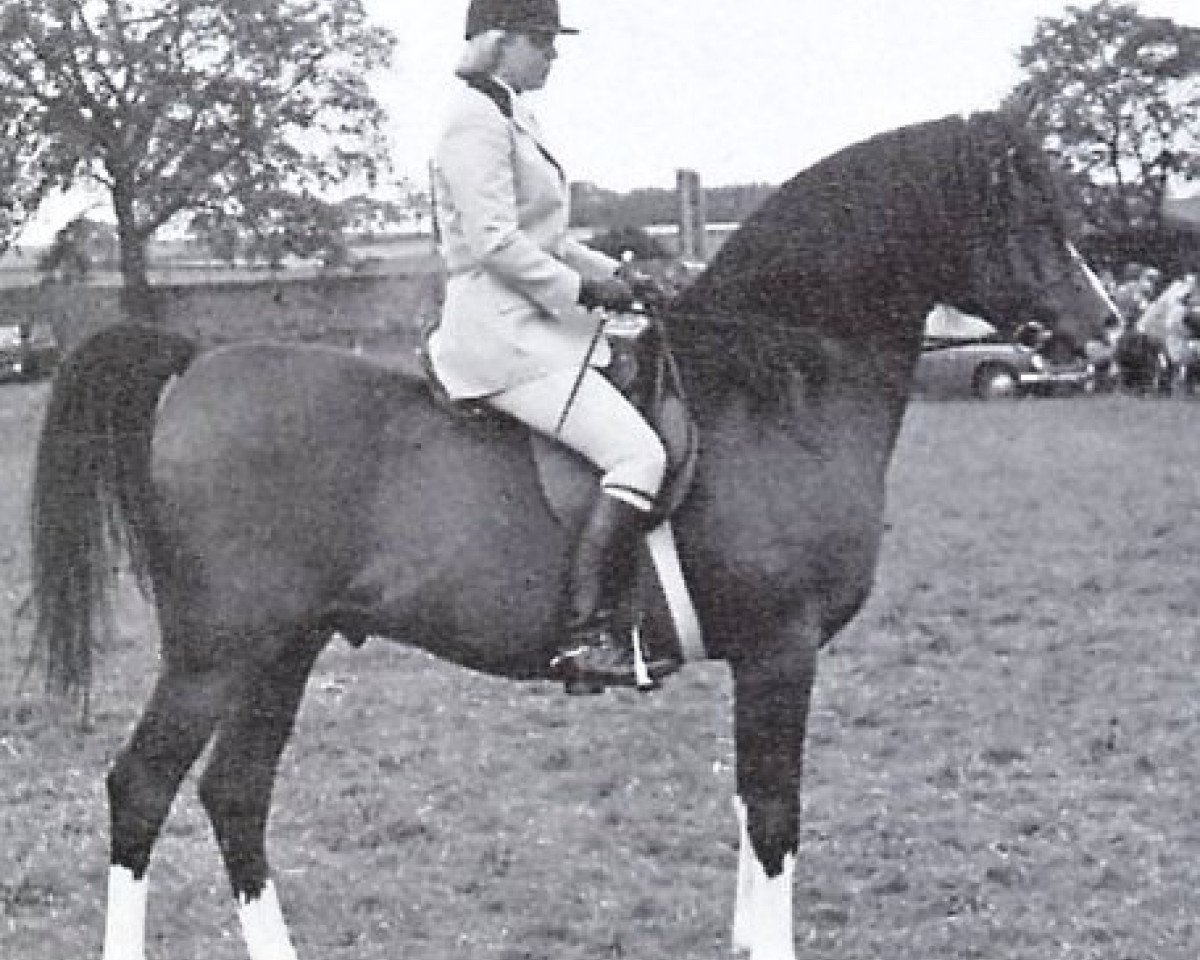 stallion Bey Shadow ox (Arabian purebred, 1961, from Bright Shadow 1948 ox)