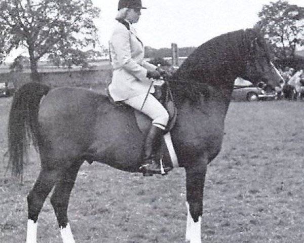 stallion Bey Shadow ox (Arabian thoroughbred, 1961, from Bright Shadow 1948 ox)