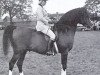 stallion Bey Shadow ox (Arabian thoroughbred, 1961, from Bright Shadow 1948 ox)
