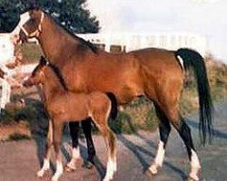 broodmare Velvet Shadow ox (Arabian thoroughbred, 1965, from Bey Shadow ox)