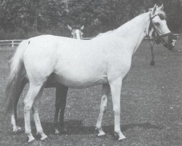 Zuchtstute Larissa ox (Vollblutaraber, 1941, von Kaszmir 1929 ox)
