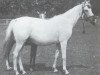 broodmare Larissa ox (Arabian thoroughbred, 1941, from Kaszmir 1929 ox)