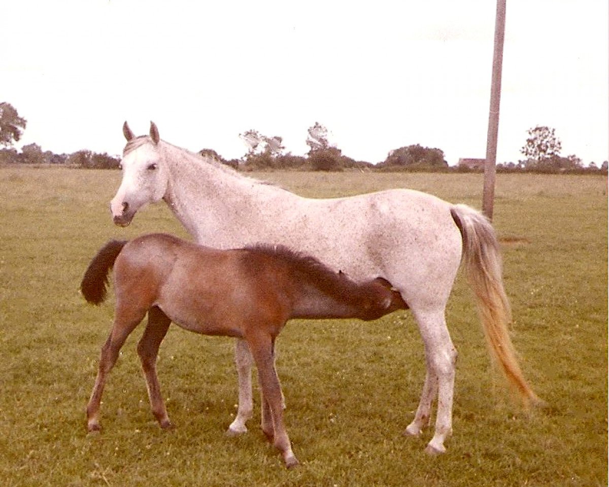 broodmare Latawica ox (Arabian purebred, 1955, from Wielki Szlem 1938 ox)