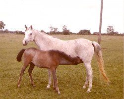 broodmare Latawica ox (Arabian thoroughbred, 1955, from Wielki Szlem 1938 ox)