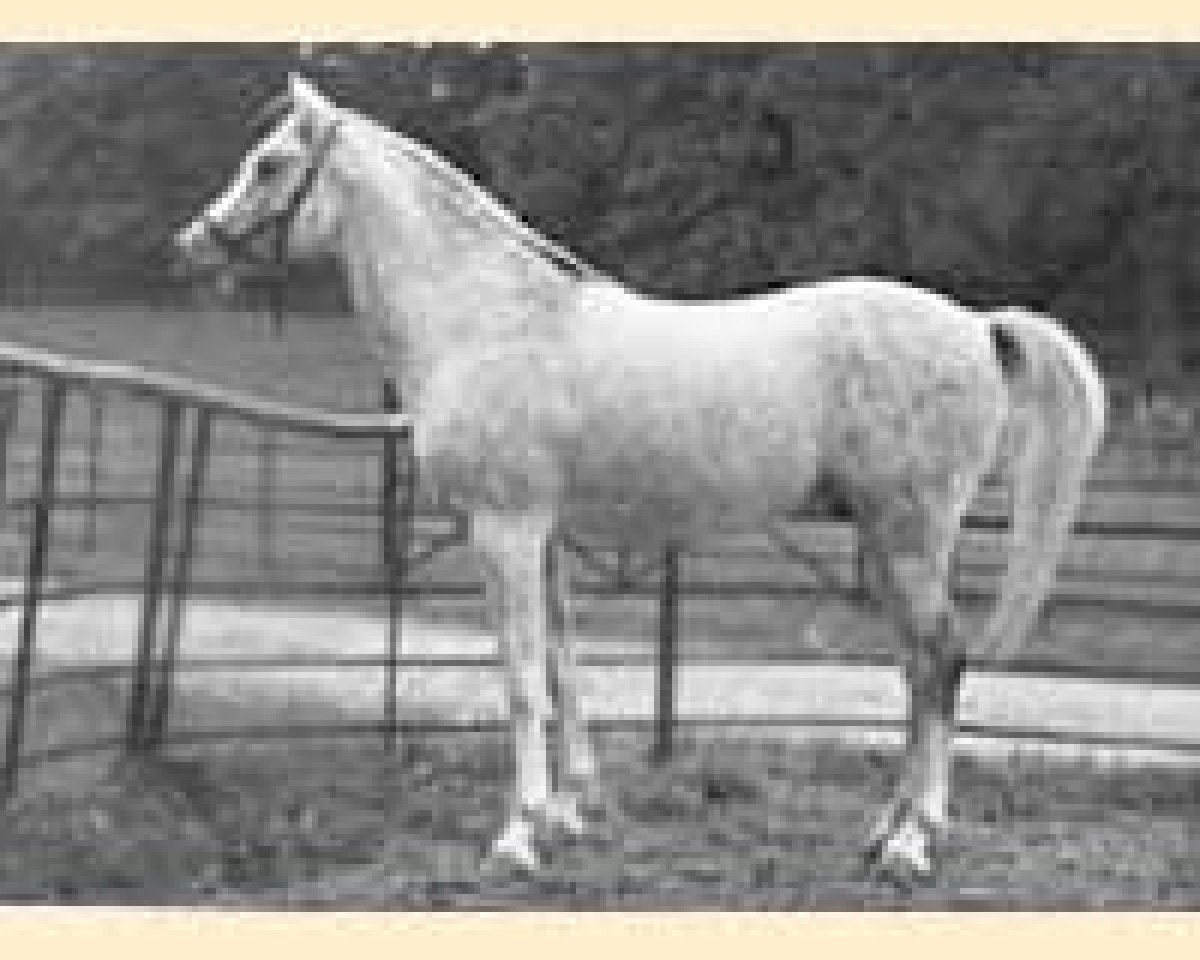 stallion Saladin II ox (Arabian purebred, 1940, from Naziri ox)
