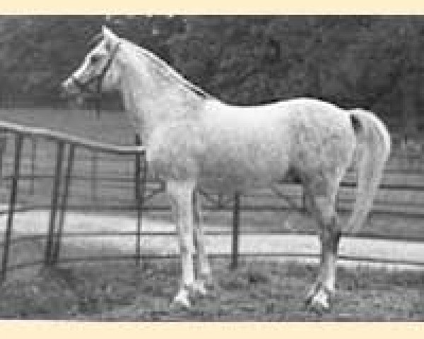 stallion Saladin II ox (Arabian thoroughbred, 1940, from Naziri ox)