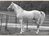 stallion Saladin II ox (Arabian thoroughbred, 1940, from Naziri ox)