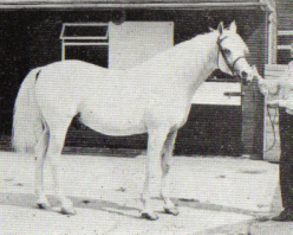 Deckhengst White Lightning ox (Vollblutaraber, 1967, von Burkan ox)