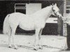 stallion White Lightning ox (Arabian thoroughbred, 1967, from Burkan ox)
