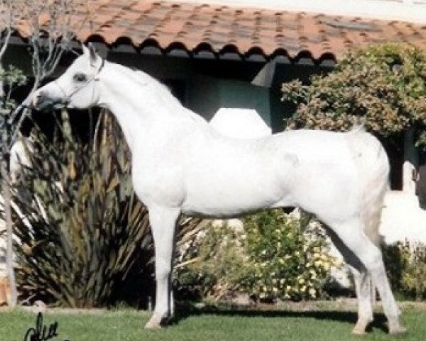 stallion Carmargue ox (Arabian thoroughbred, 1979, from White Lightning ox)