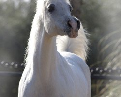 broodmare Om El Shaina ox (Arabian thoroughbred, 1989, from Carmargue ox)