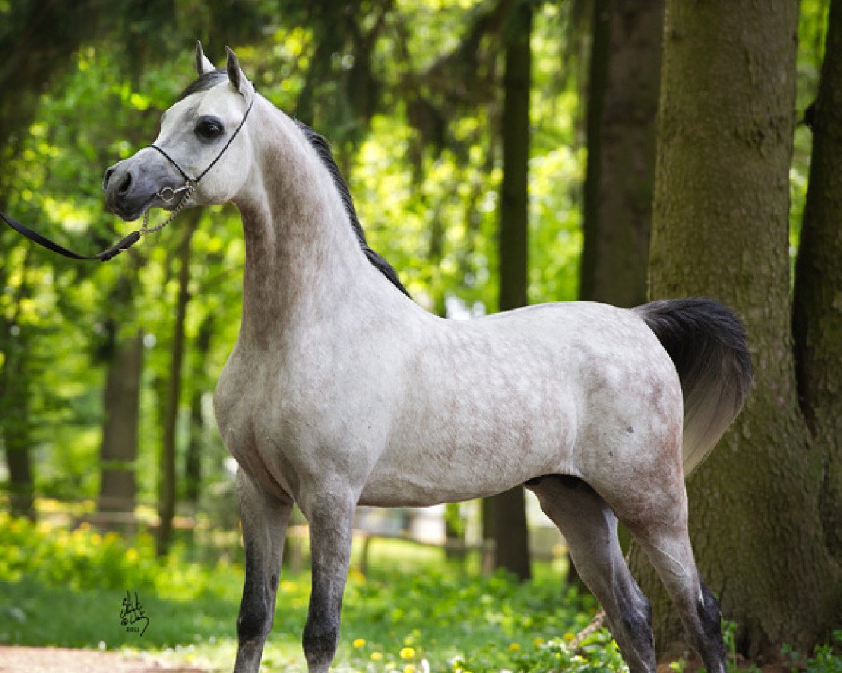 stallion Om El Bellissimo ox (Arabian purebred, 2007, from Om El Shahmaan ox)