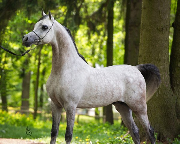 stallion Om El Bellissimo ox (Arabian thoroughbred, 2007, from Om El Shahmaan ox)