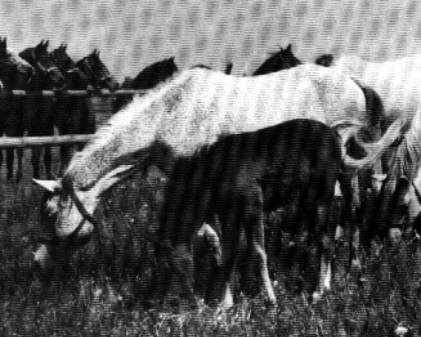 Zuchtstute Bulwa ox (Vollblutaraber, 1937, von Kuhaylan Zaid RAS)