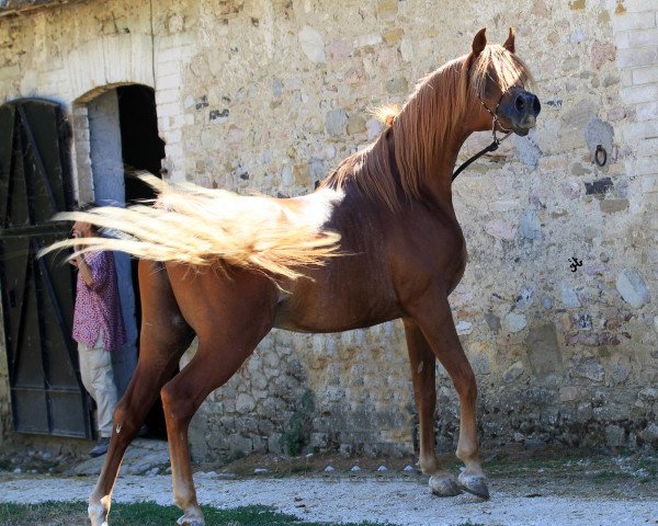 stallion DF Nashwan ox (Arabian thoroughbred, 2008, from DF Malik Jamil ox)