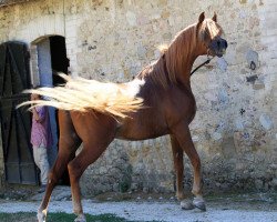 stallion DF Nashwan ox (Arabian thoroughbred, 2008, from DF Malik Jamil ox)