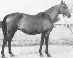 broodmare Eleonora ox (Arabian thoroughbred, 1944, from Witraz 1938 ox)