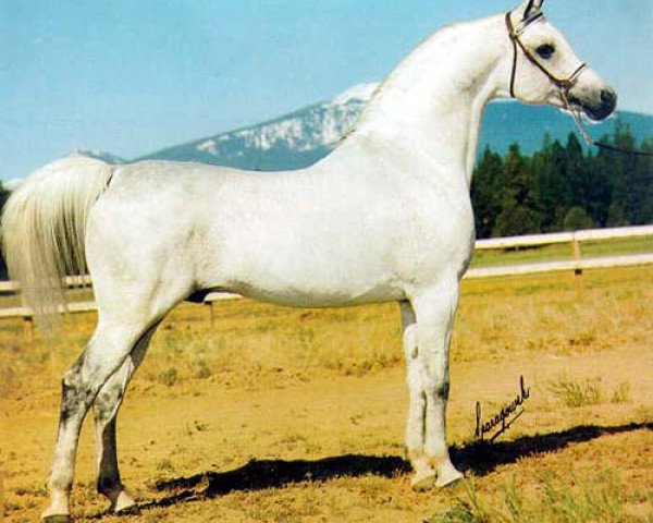 stallion Exelsjor ox (Arabian thoroughbred, 1963, from Aquinor 1951 ox)