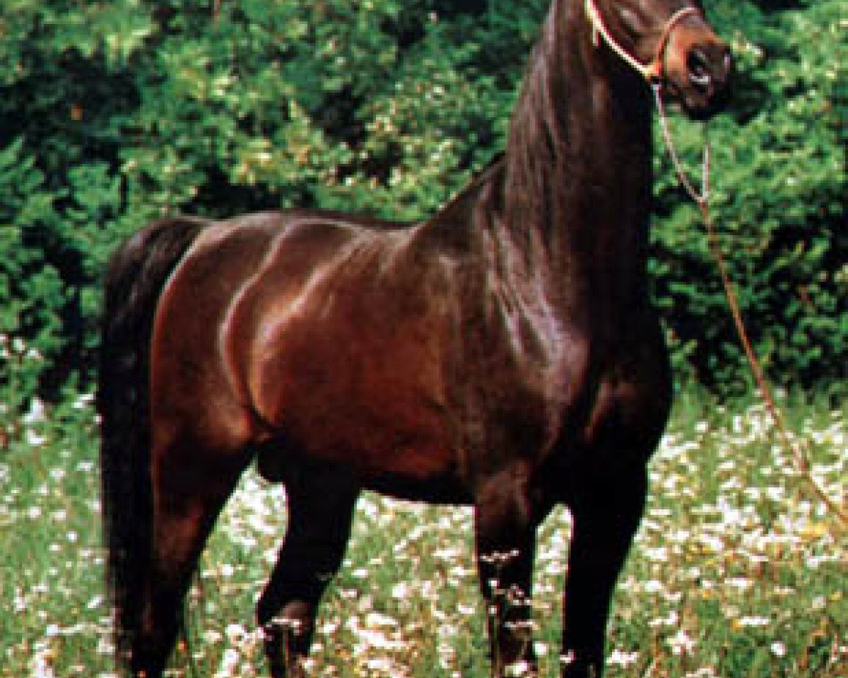 stallion Fawor ox (Arabian purebred, 1981, from Probat ox)