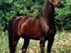 stallion Fawor ox (Arabian thoroughbred, 1981, from Probat ox)