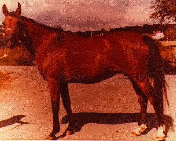 broodmare Piewica ox (Arabian thoroughbred, 1953, from Priboj 1944 ox)