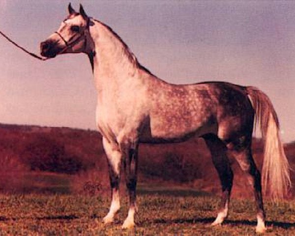 Deckhengst Pepton ox (Vollblutaraber, 1977, von Bandos 1964 ox)