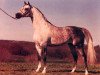 stallion Pepton ox (Arabian thoroughbred, 1977, from Bandos 1964 ox)