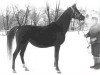 broodmare Estokada ox (Arabian thoroughbred, 1951, from Amurath Sahib 1932 ox)